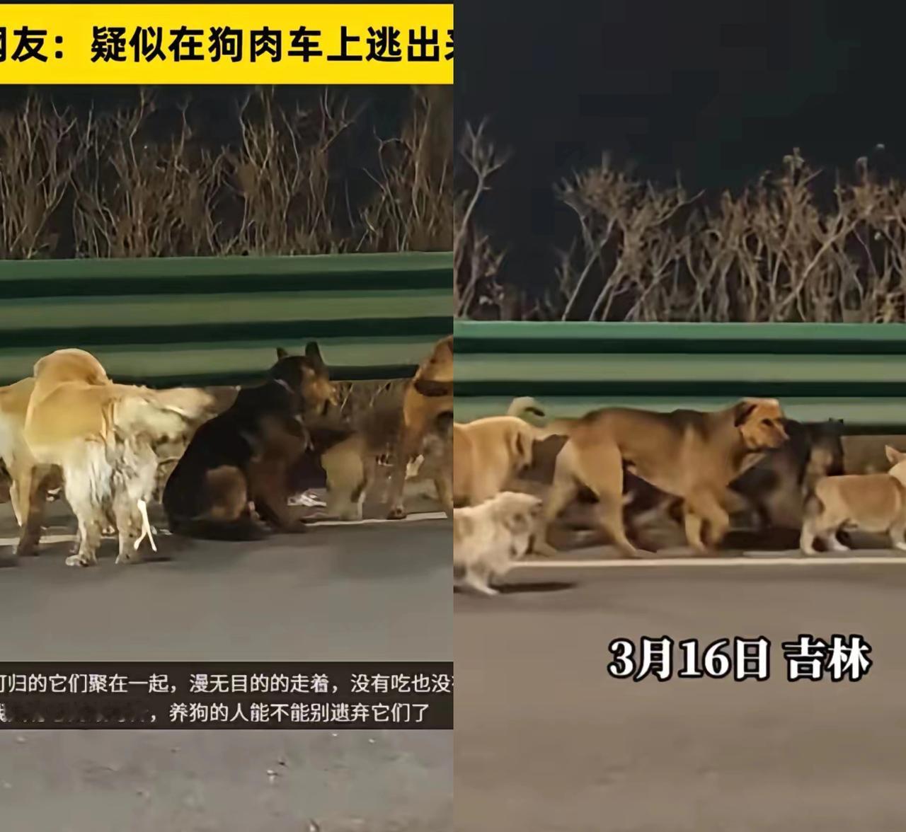 无家可归的它们被迫聚在一起，漫无目的地走在高速上，看得人心都揪紧了。
 
   