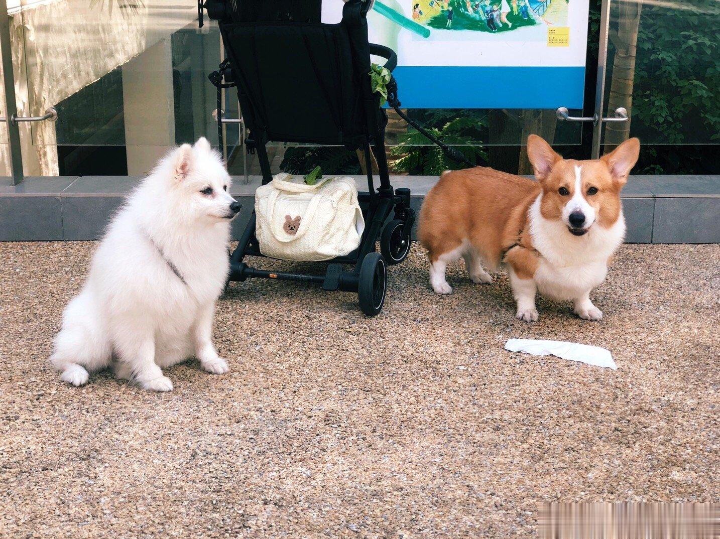 两只🐶 ​​​