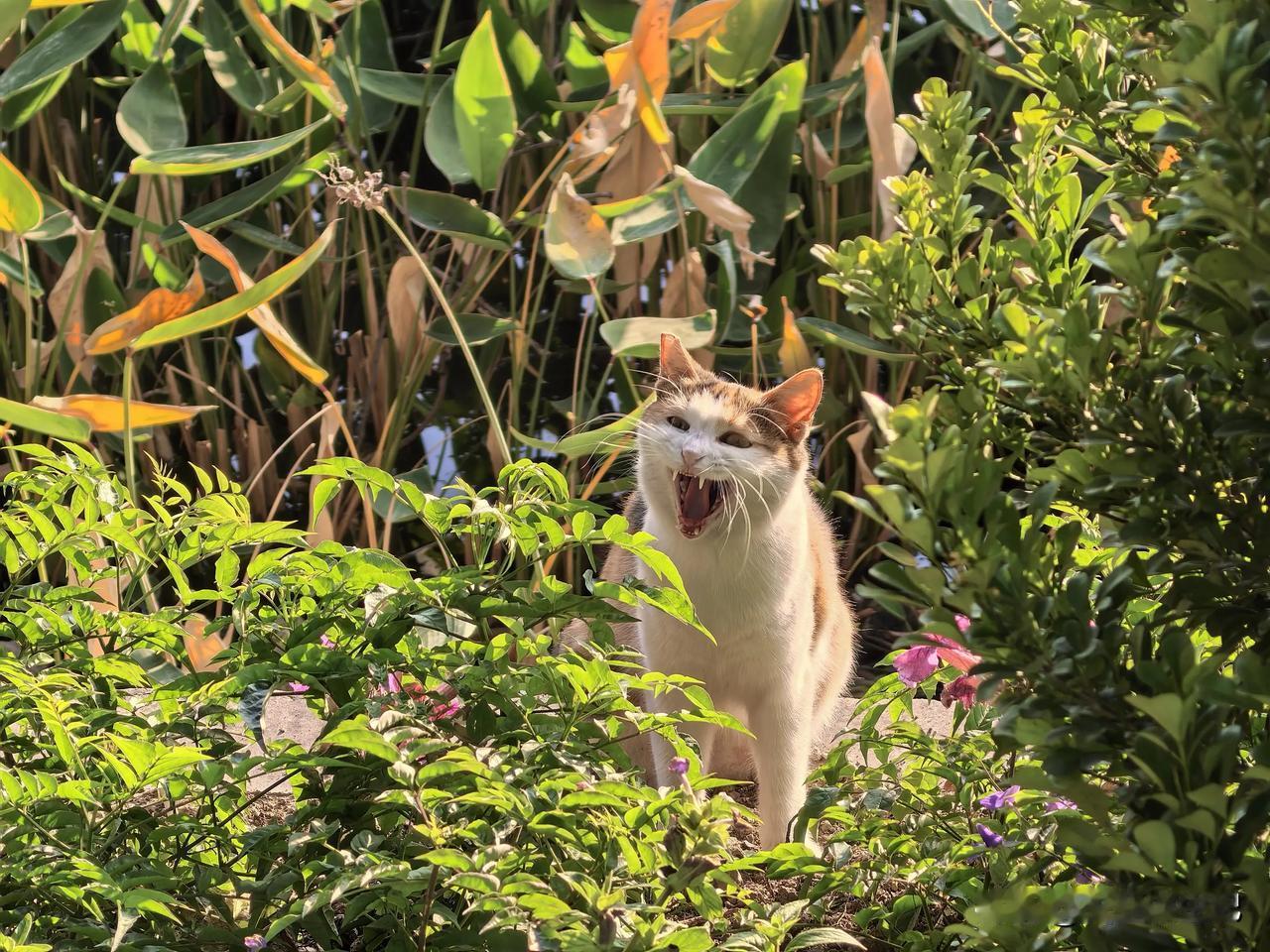 看着停温顺的小猫，发起火来不是一般的厉害
家养的和野生的果然不一样，公园里的猫咪