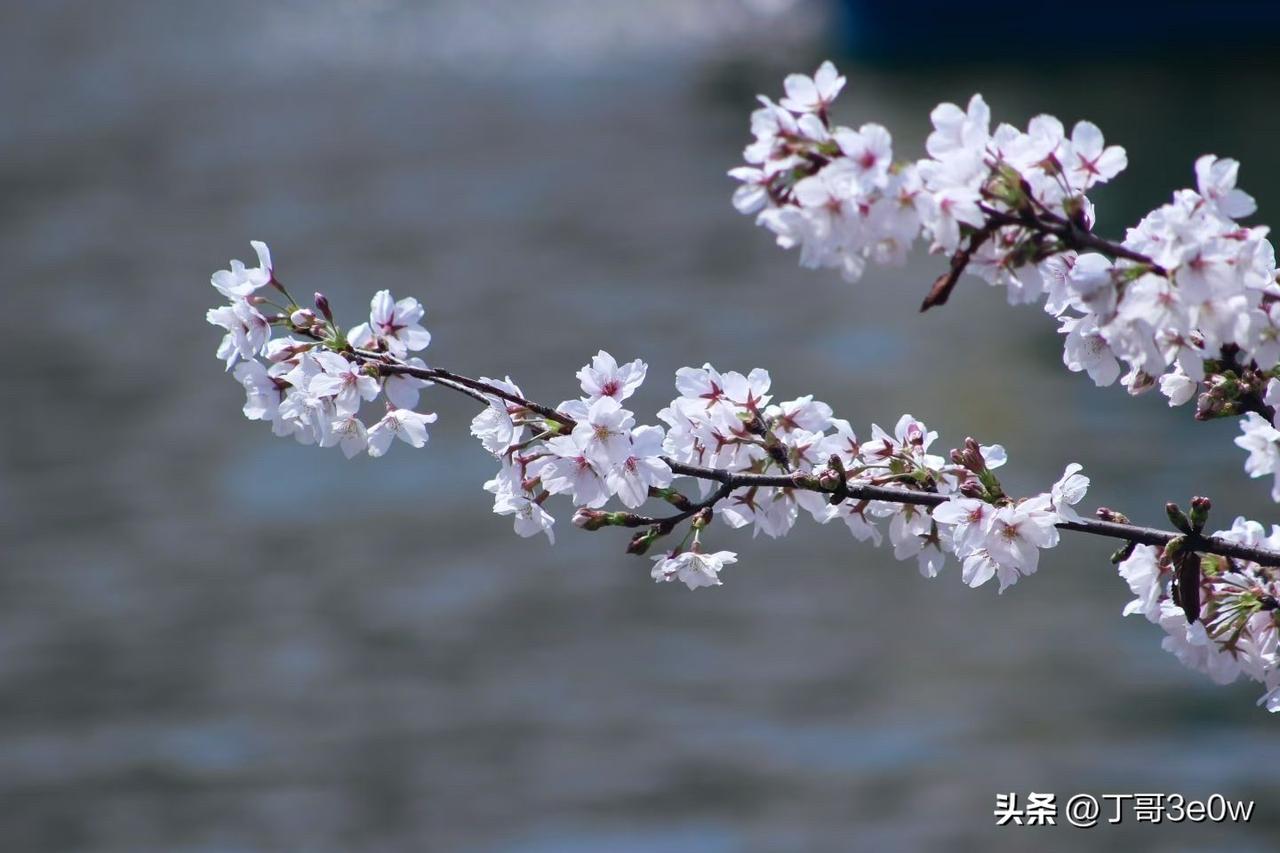 【昨日客流】
3月29日（周日）
武汉城市轨道交通线网客运量（含换乘）为416.