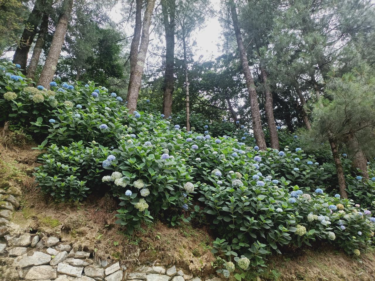 今日苍山
看看你拍的大理