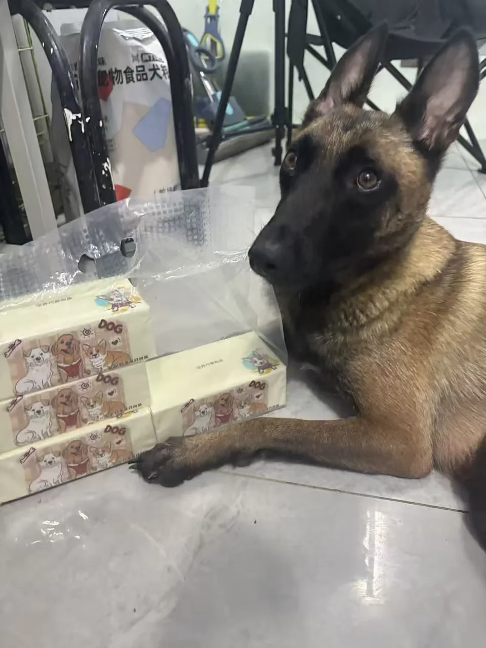 一提其实是六包，抱一丝犬子撕烂两包