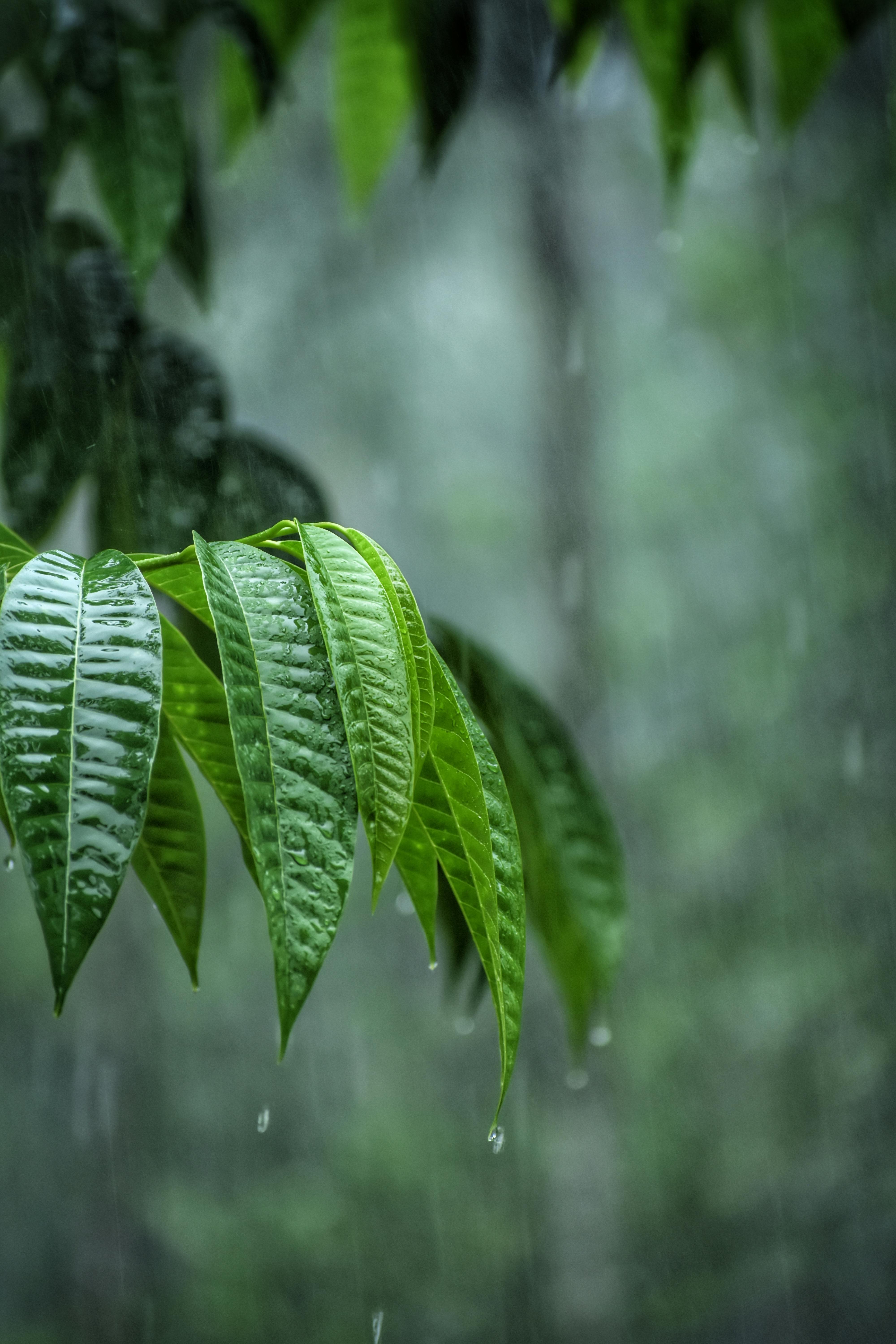 墨入红丝点漆浓，闲将倦笔写秋容。雨声已断时闻滴，云气将归别起峰。——陆游《秋雨初