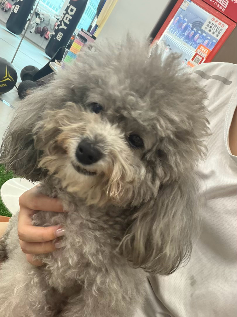 拳击馆的狗 