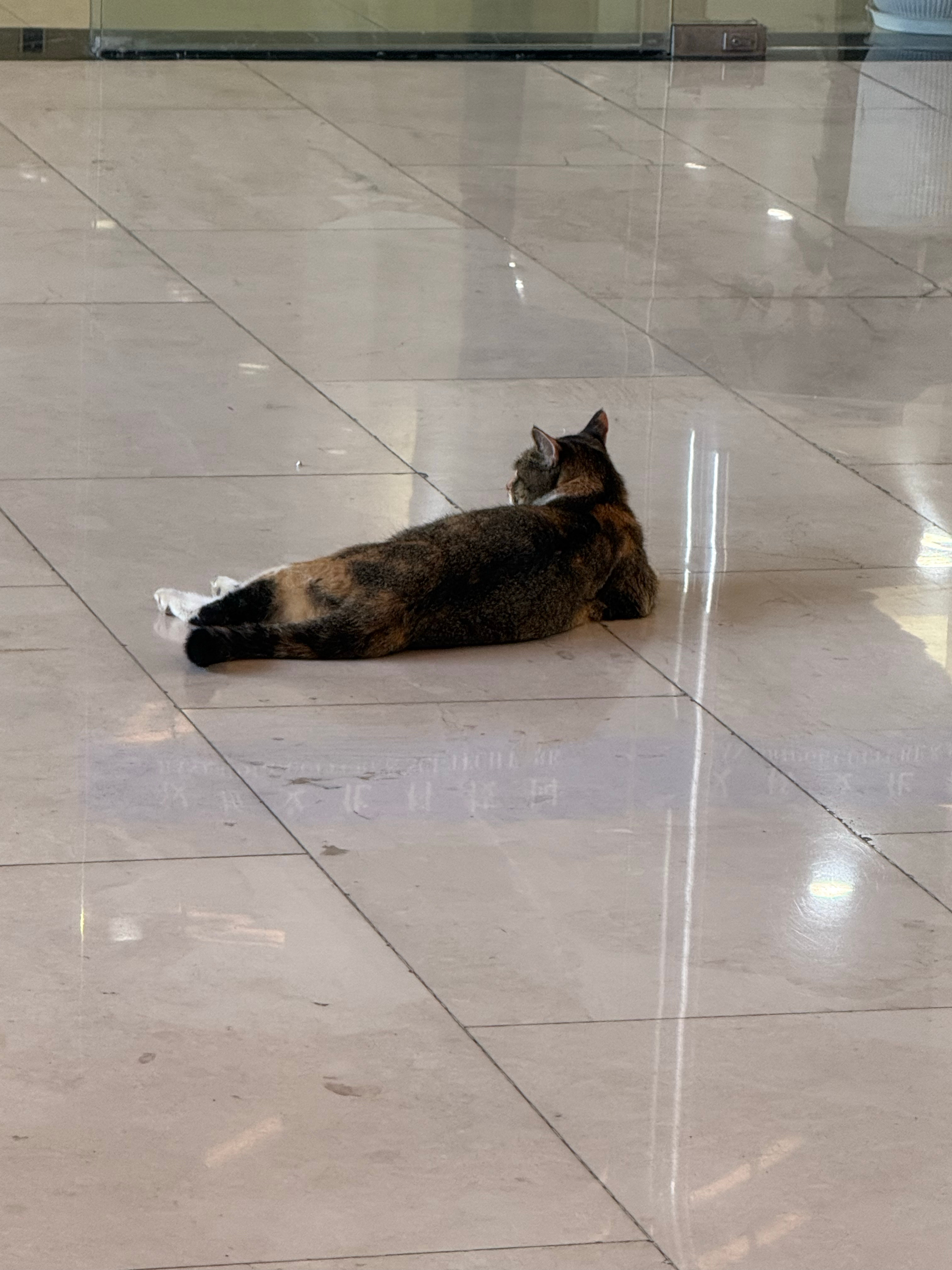 喵 ​​​