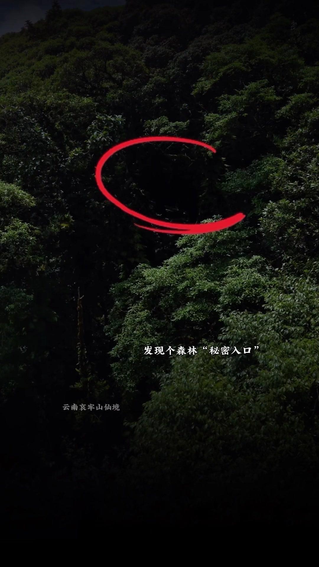 无人机视角下的哀牢山有多绝？🌿第一次从高空看哀牢山，云雾像棉花糖裹着山峦，阳光