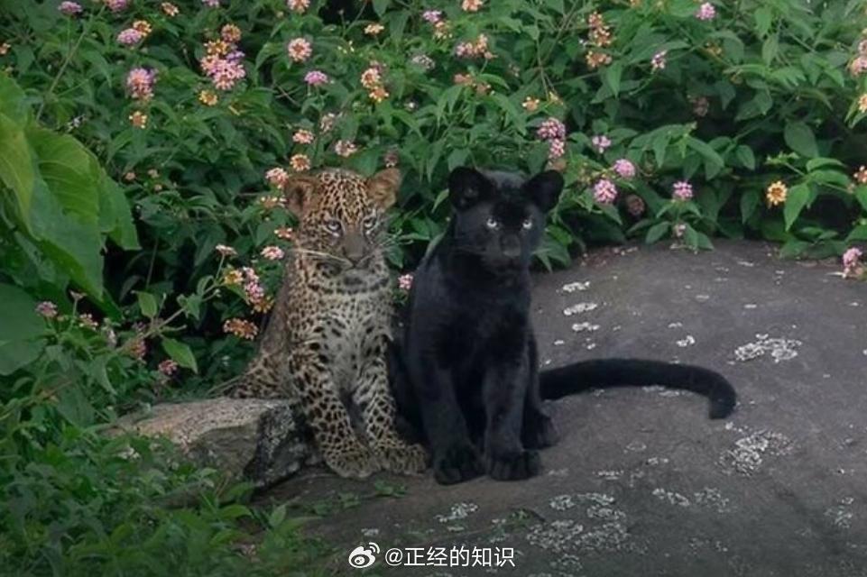 在印度南部拍摄到了同一窝的两只豹子幼崽，其中一只具有罕见的黑化皮毛，另一只则具有