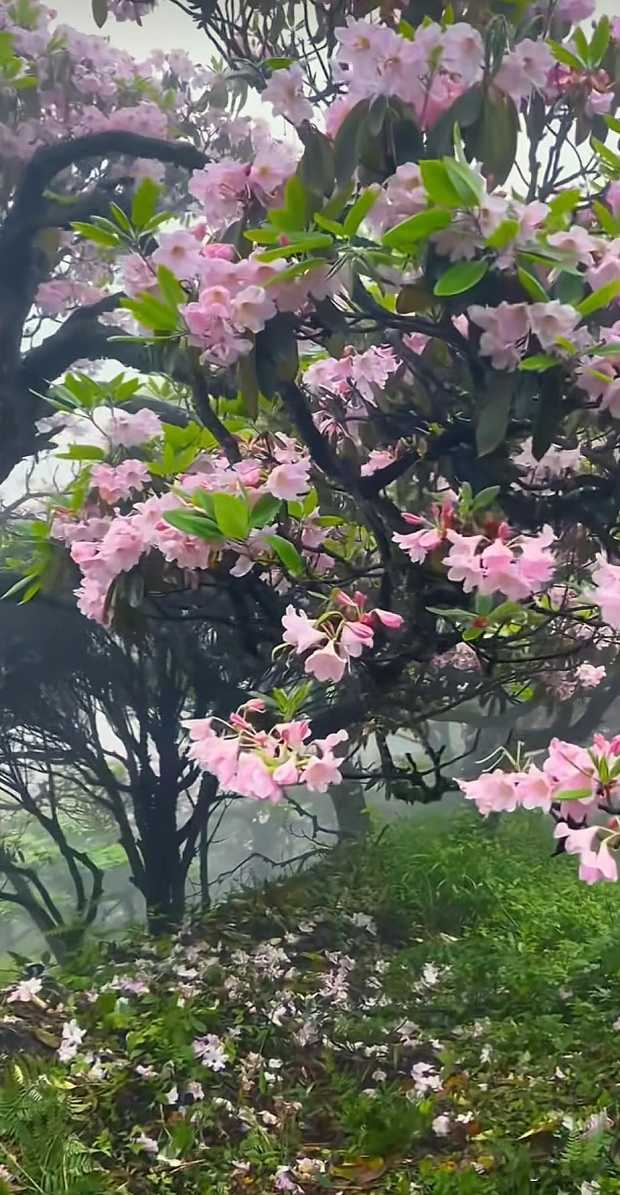 高山上的杜鹃花，哪一朵不曾熬过无人问津的寒冬与迷雾？它们只是向着光，拼尽全力地扎