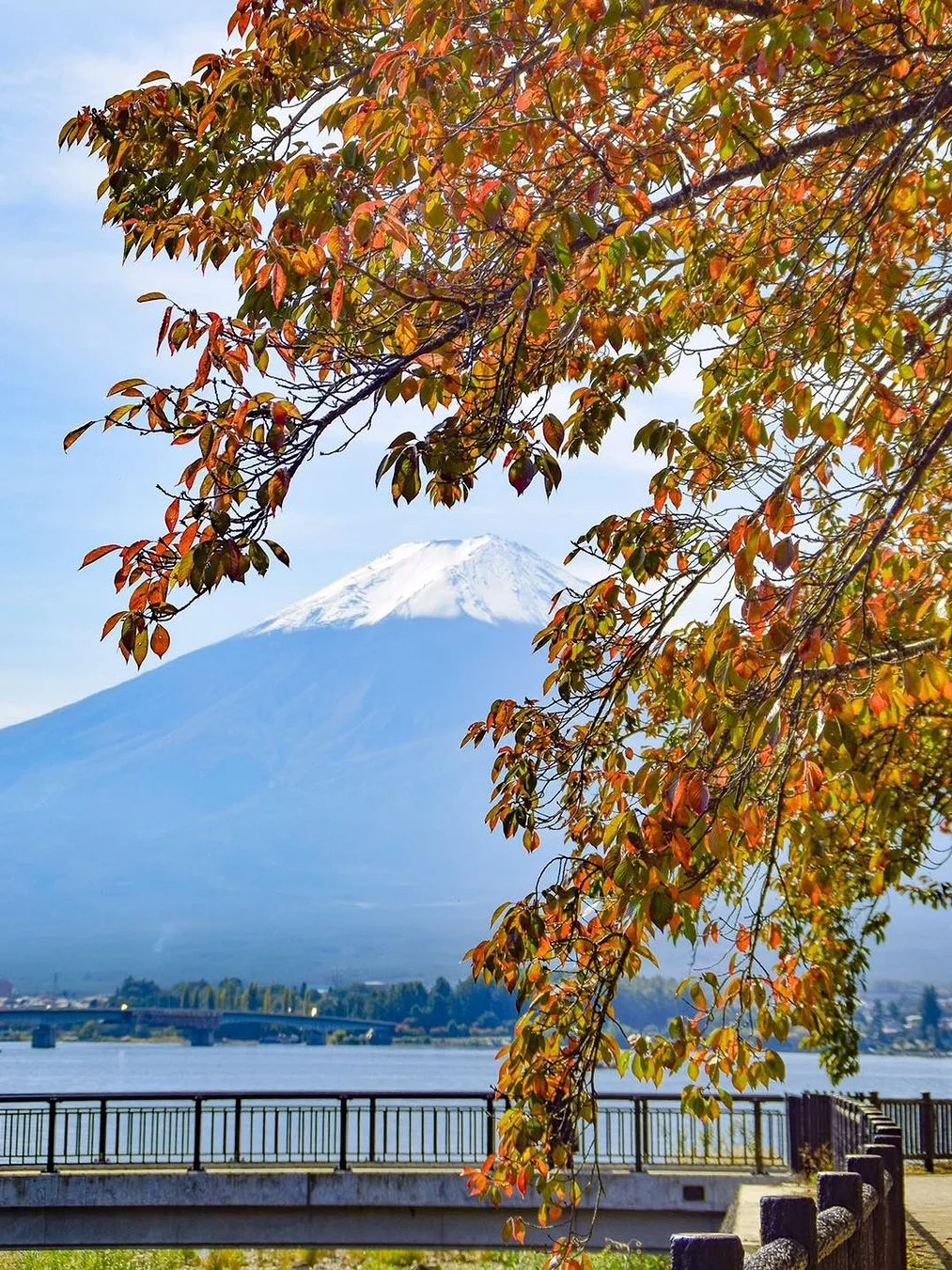 人生建议❗秋天来富士山必体验👉山中湖骑行