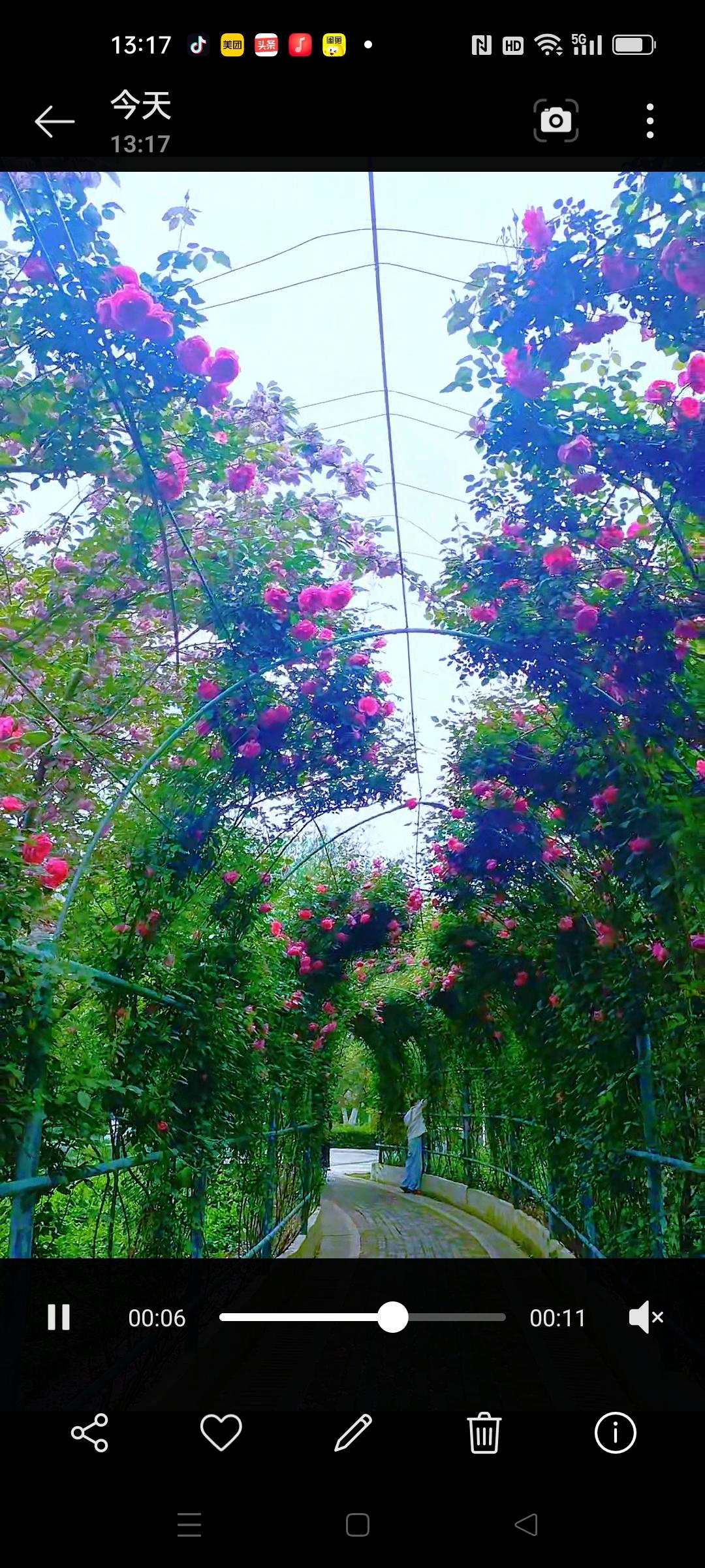 今天去运动公园逛，发现这个长廊铺满月季花，花香扑鼻。大朵的月季开得正盛，最是好看