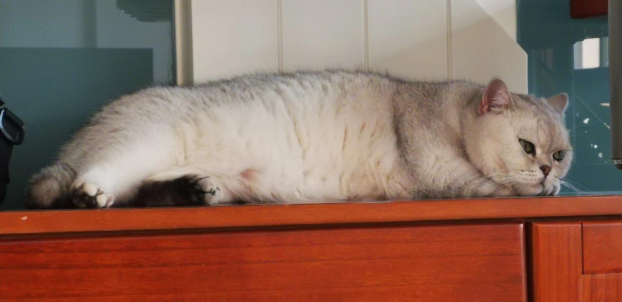 终于找到了。
头条把发布窗口改了。
刚才想发个头条，突然发现在页面右上角的位置找