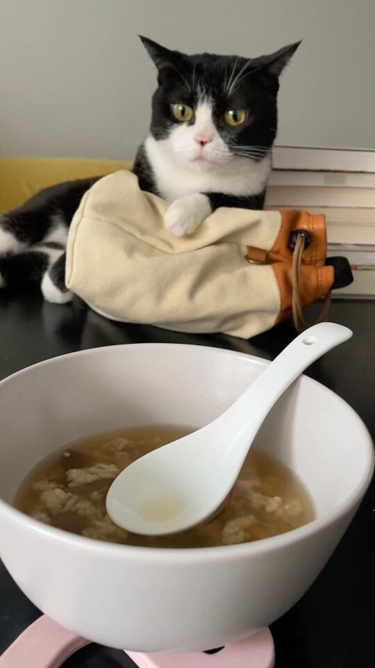 比狗鼻子还灵的小狗咪