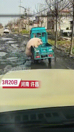 “大哥，等一会儿！”它到底是想下来还是想上去？


这小碎步走的，这小身材，猪圆