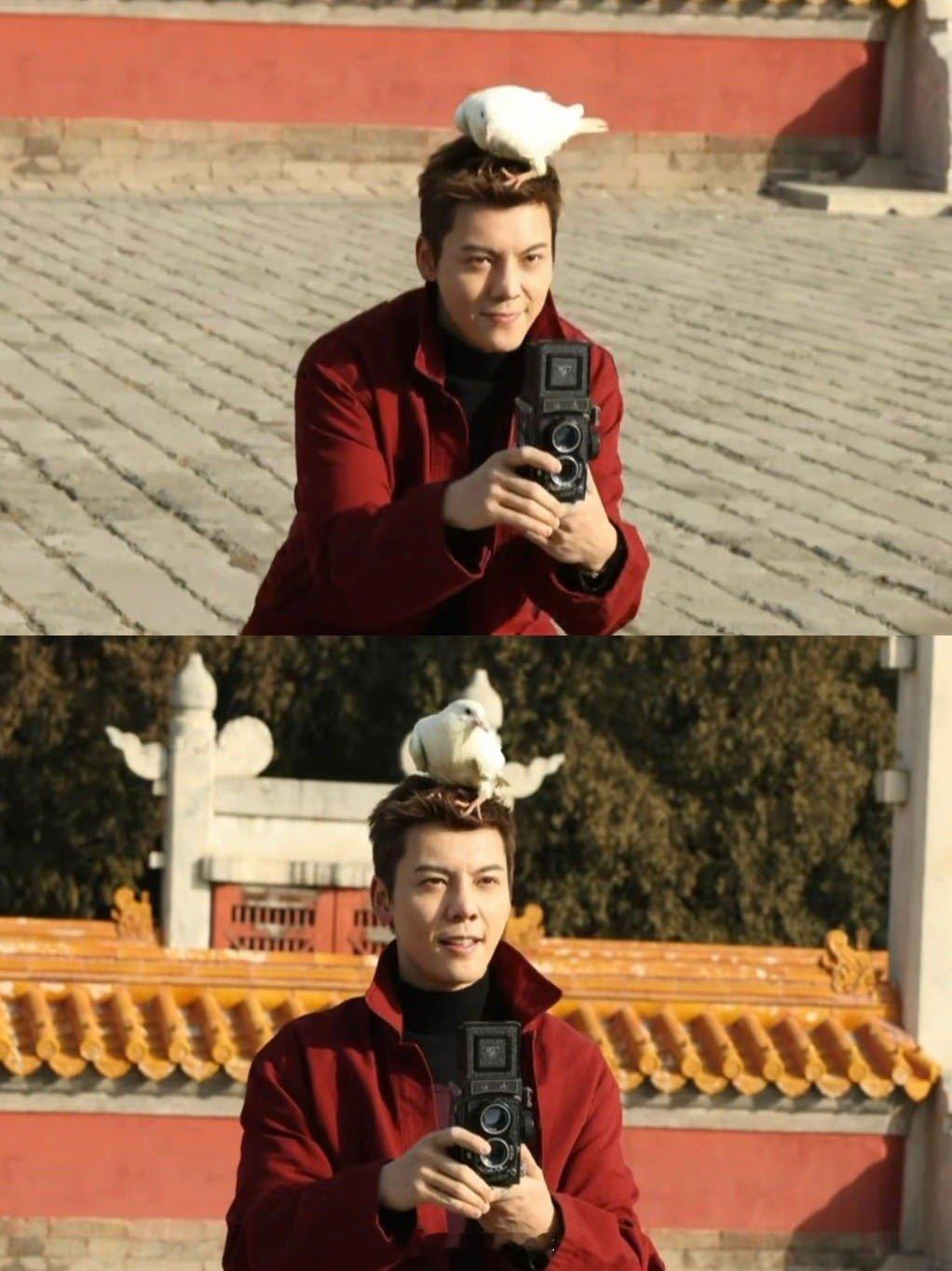 好怕鸽子在陈伟霆头上干点啥 陈伟霆帅得让人移不开眼，但瞅着那鸽子在他头上，我这心