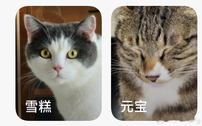 小米相册的人物相册现在已经可以给宠物分类了吗