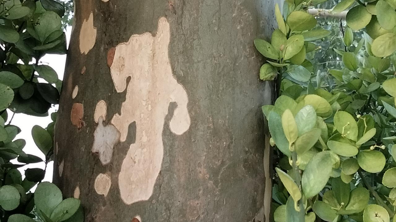 随手拍的绿植绿植树杆上的妙趣。