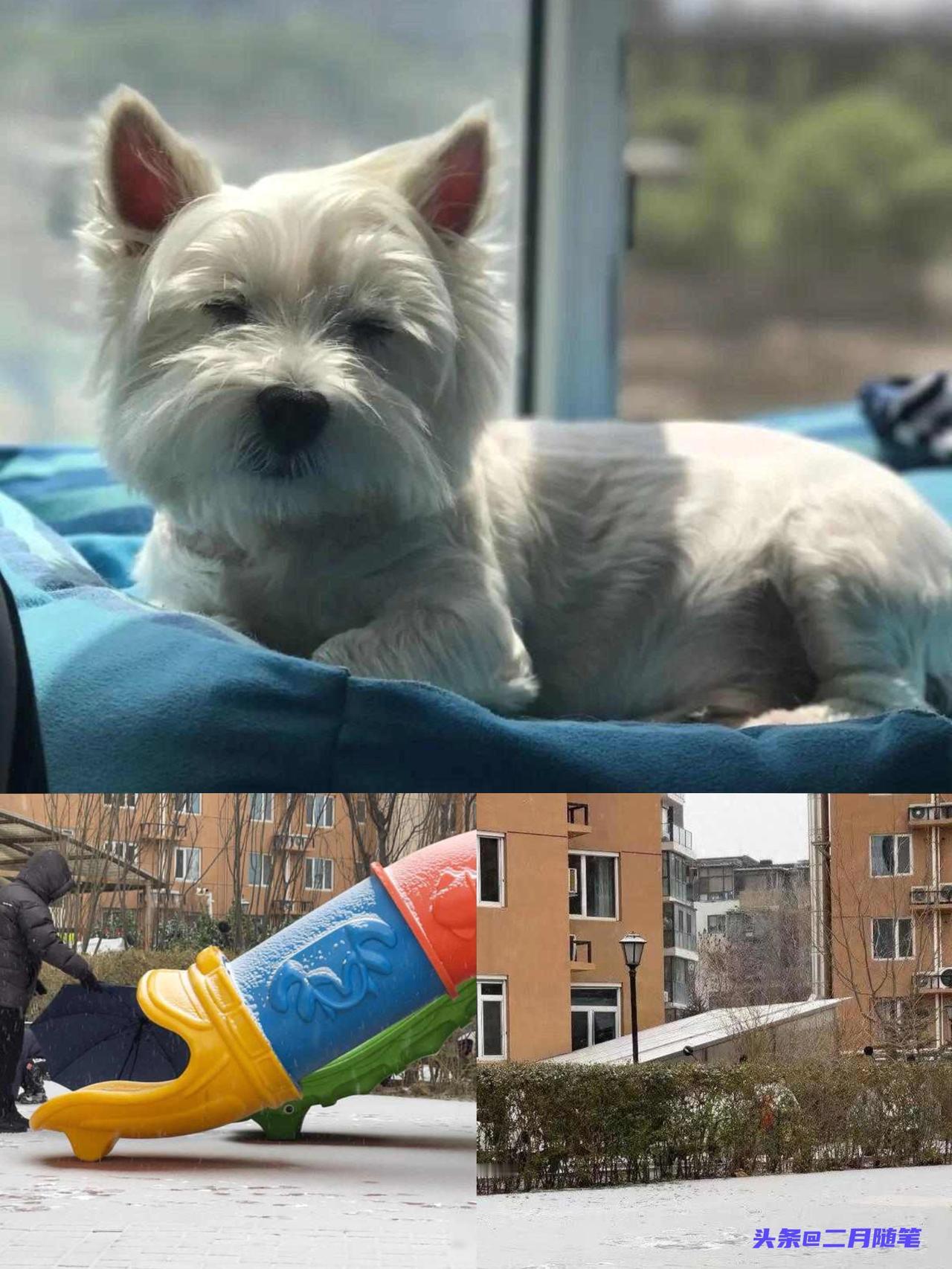 “西高地投毒案”事发小区居民仍心有余悸：
最担心孩子中毒！

你听说了吗？
北京