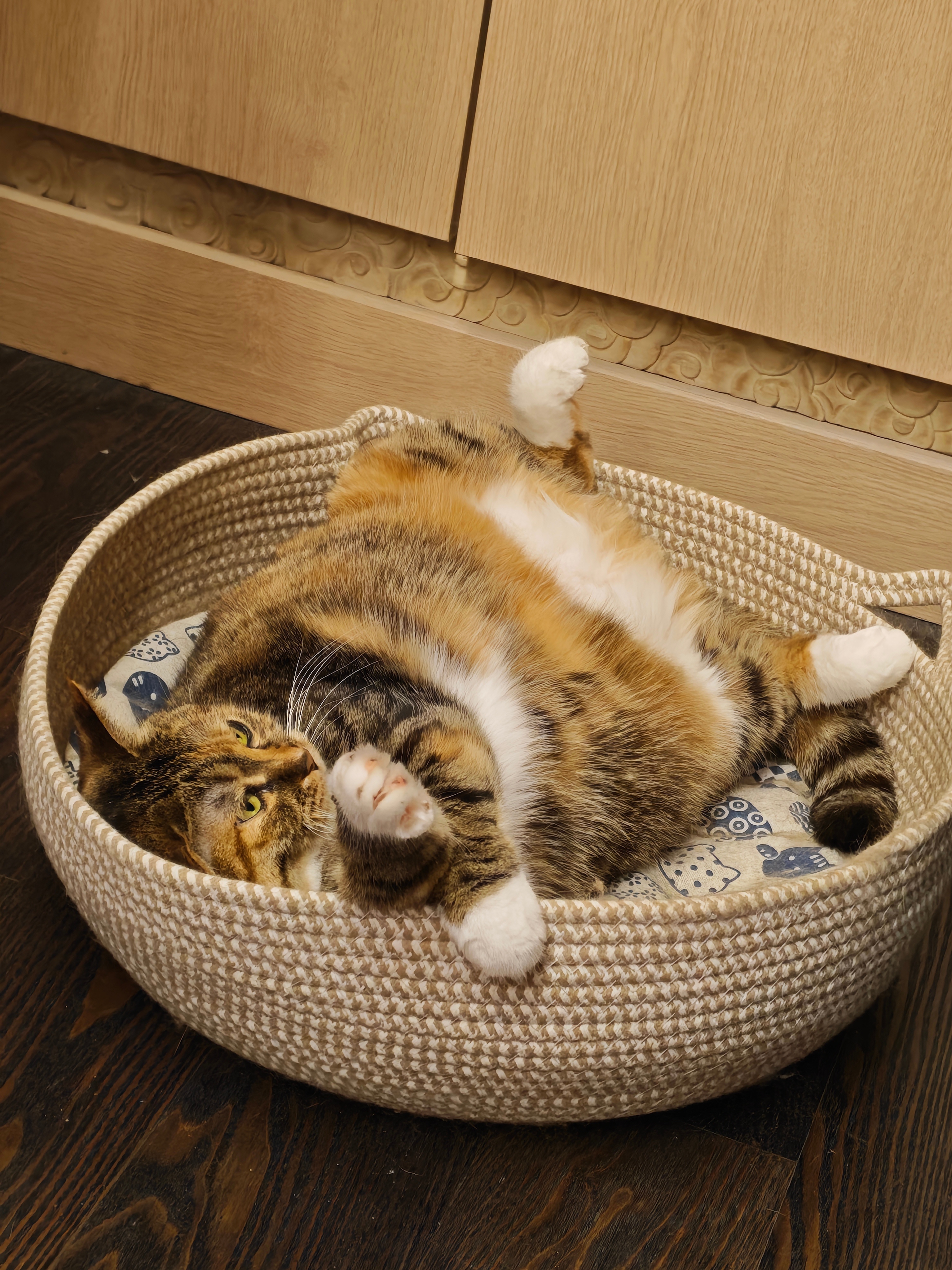 以防你们没有见过猫猫三角包。 