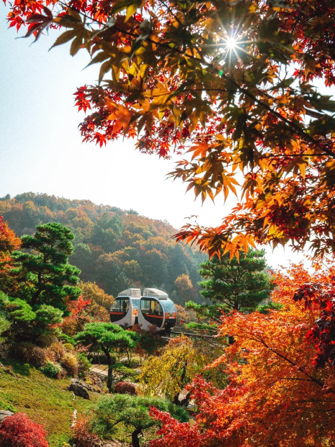 🇰🇷我已经开始期待韩国的秋天了……