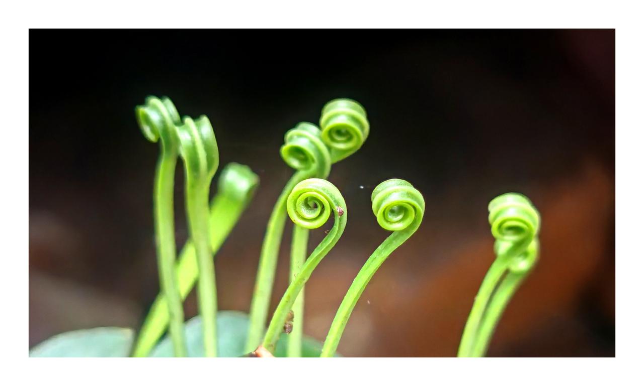 嫩绿新芽，自然生长的奇迹！