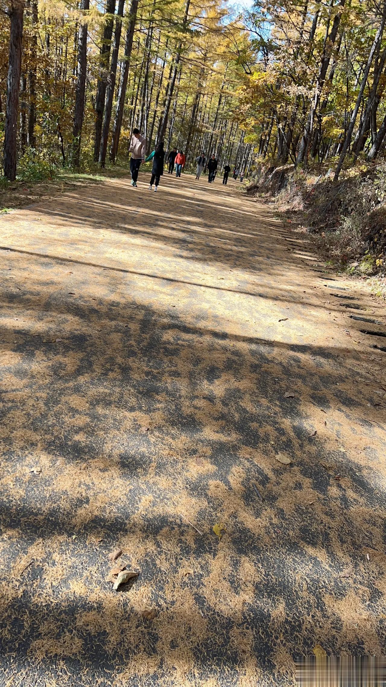 黑龙江有中国最早的秋天和最早的冬天。
黑龙江的山也有中国最美的风景和最香的味道。