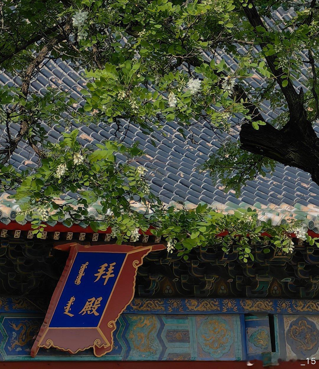 #每天随手拍身边##遇见美好# 又到了吃槐花的季节#发现极美北京# ​​​