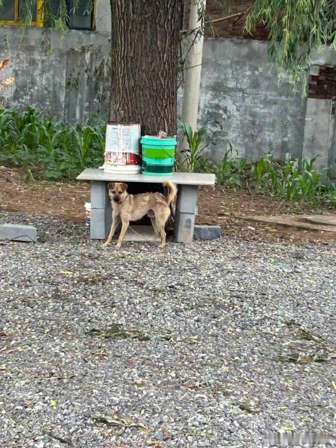 【】11月13日，狗咬人引发一死三伤案在山西长治市中级人民法院一审开庭，被告人申