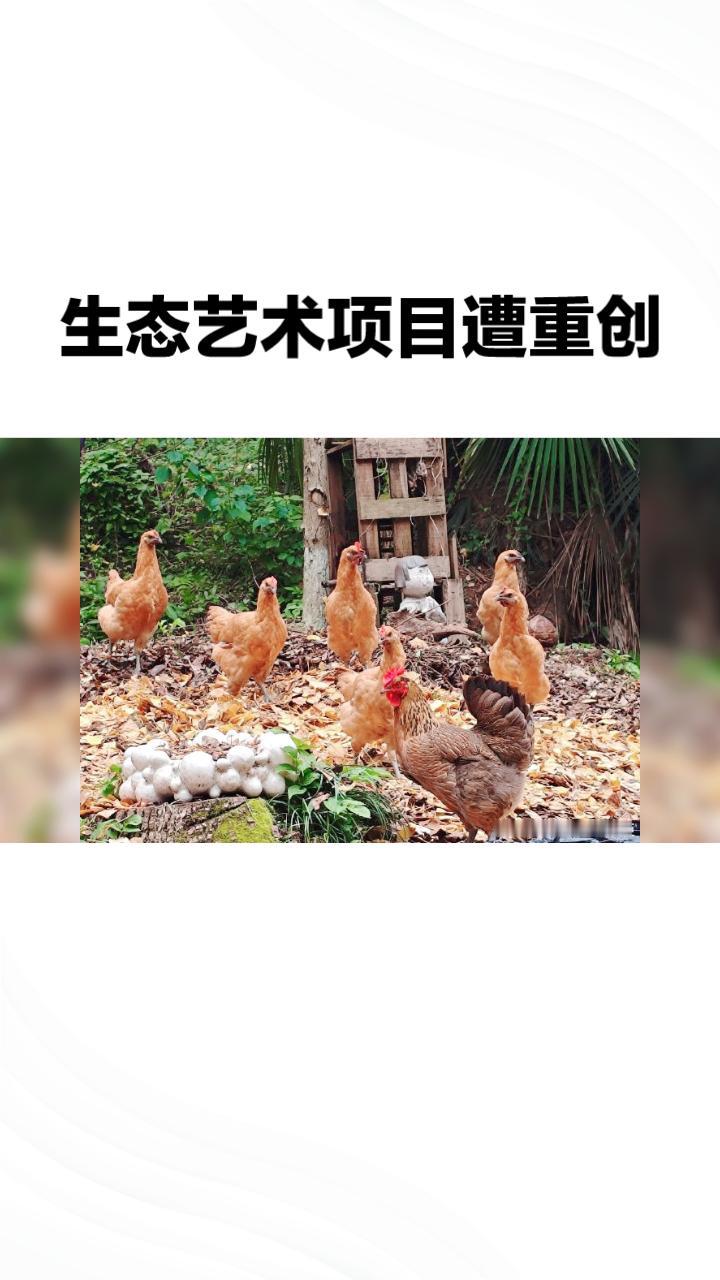 生态艺术项目遭重创，学生养了一年多的鸡鹅为何一夜之间几乎被偷光？
近日，四川美术