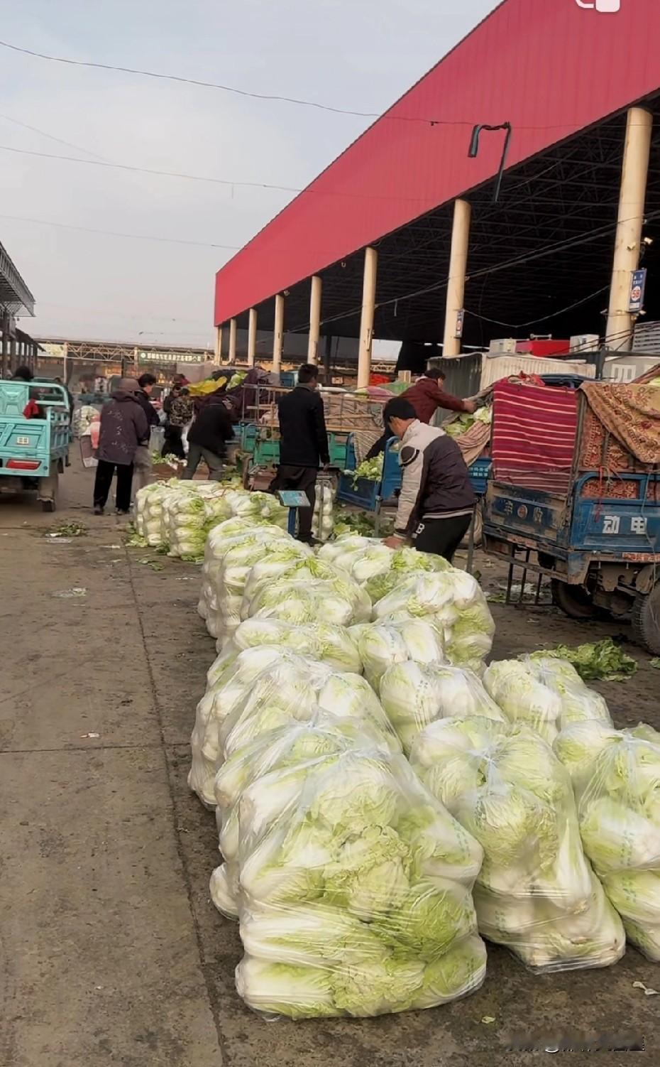 大家别再纠结吃不起大白菜了！大白菜价格稳定下来了！
今天是2025年12月26日