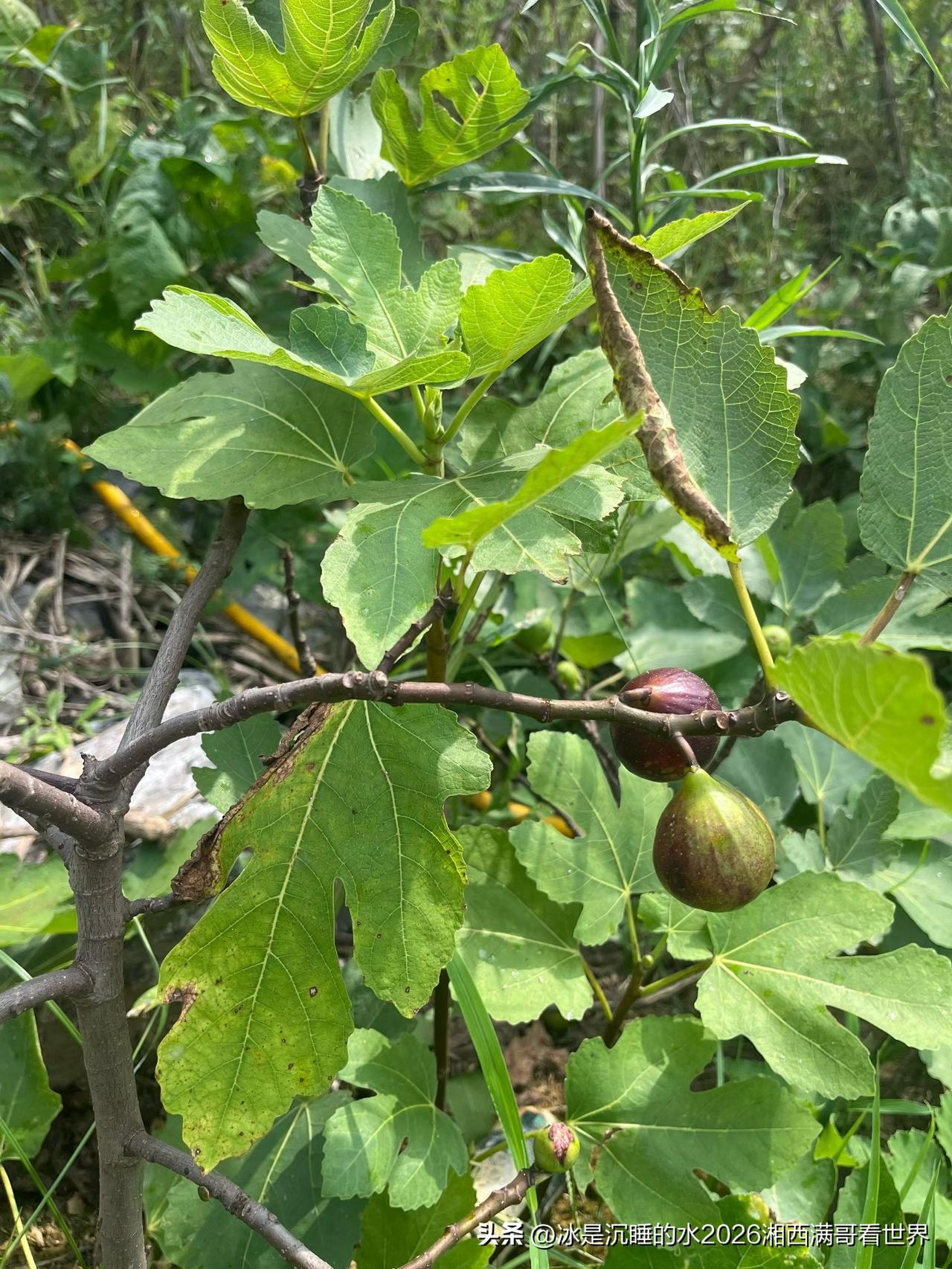 小时候，我们老街口有户人家种的有棵很大的无花果树，枝繁叶茂的，我们经常爬到树上玩