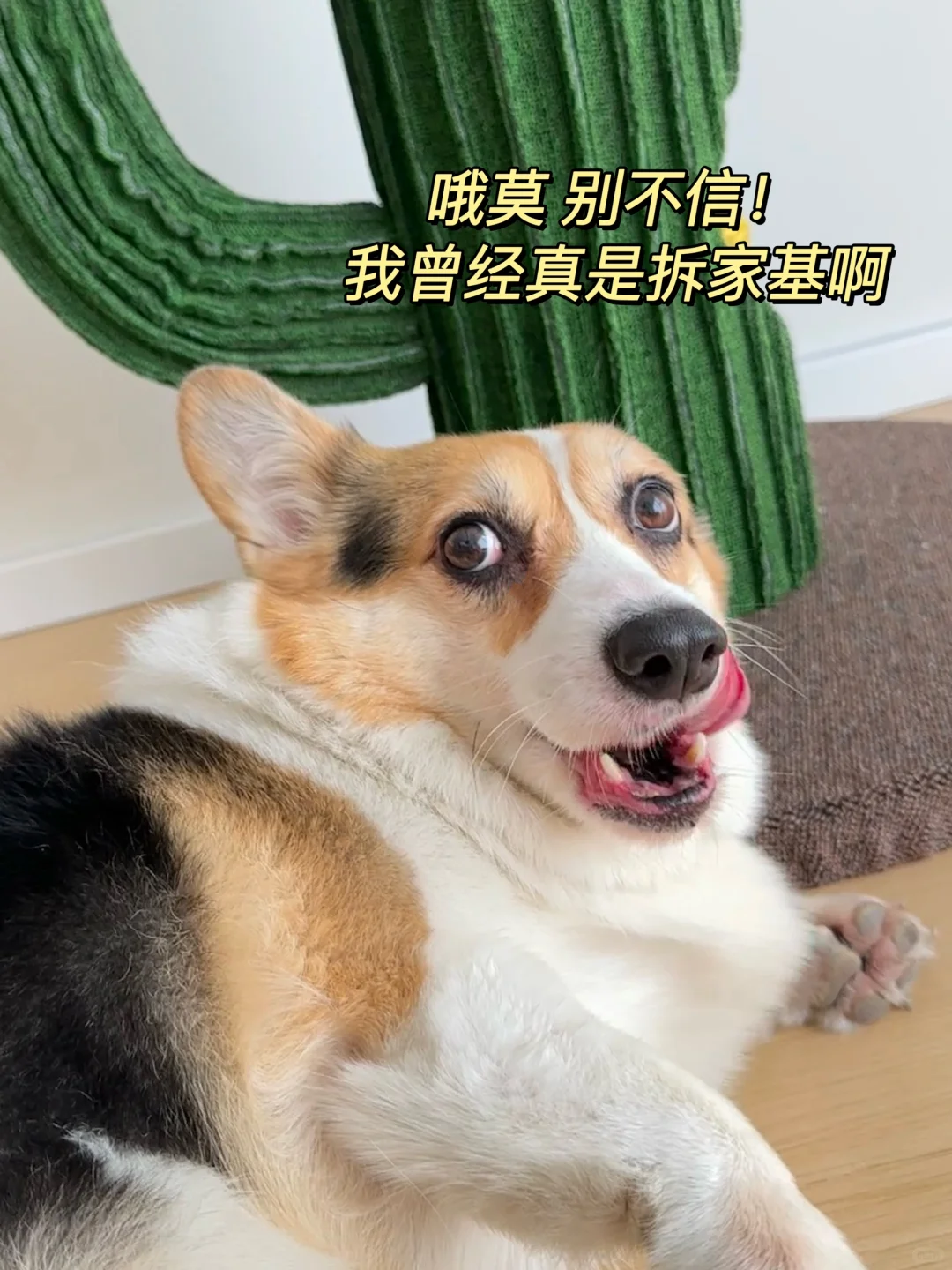 养狗人自救指南！终于买到合适的磨牙零食了！
