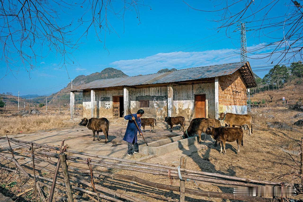 广东清远市阳山县青莲镇高峰一个私人畜牧养殖场。冬日的早晨，阳光洒在黄牛和投喂它们