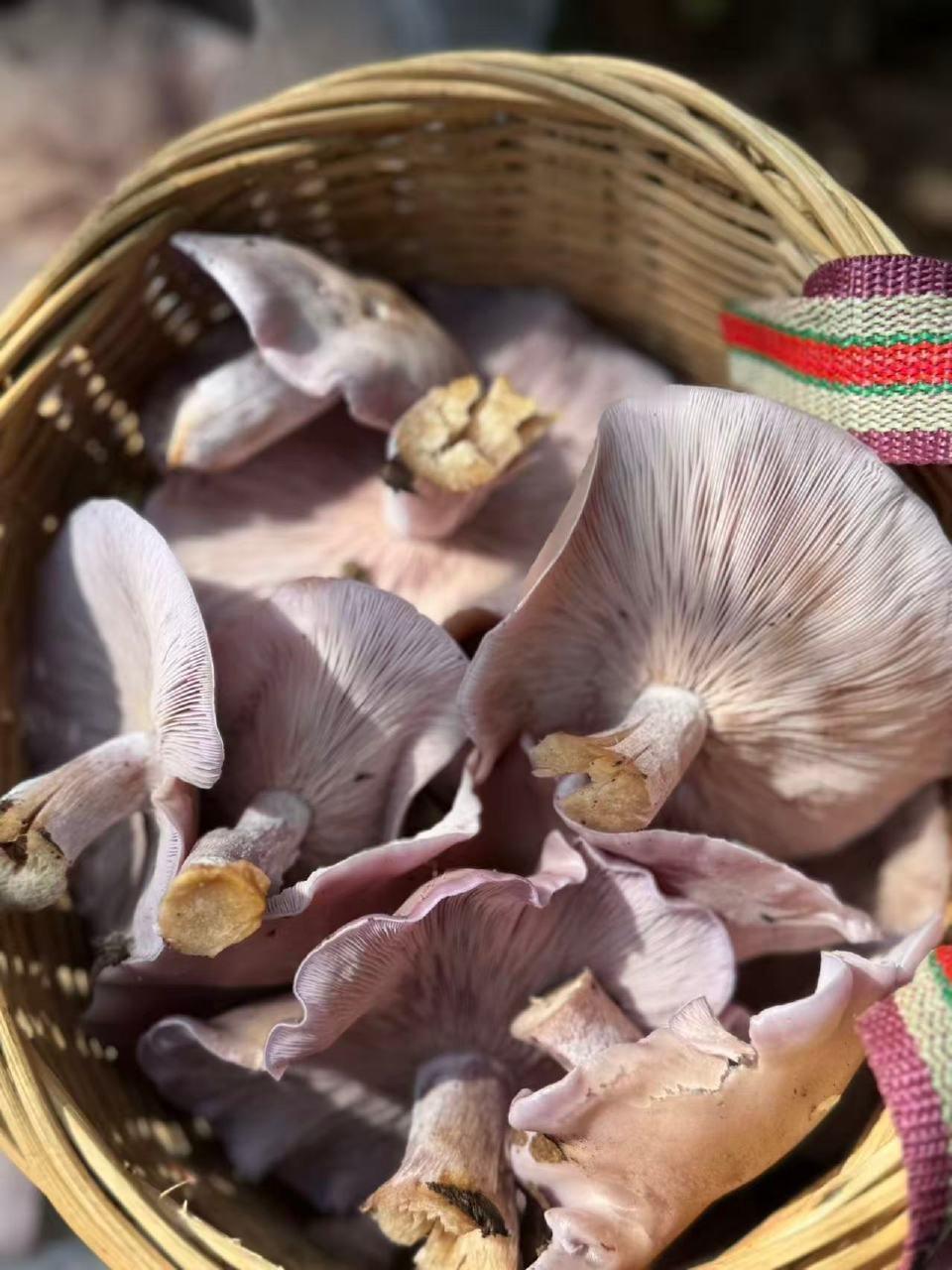 【 一朵毒菌碎一家！遵义4人食野生菌中毒，5岁女童不幸离世。 “头上带帽、腰间系