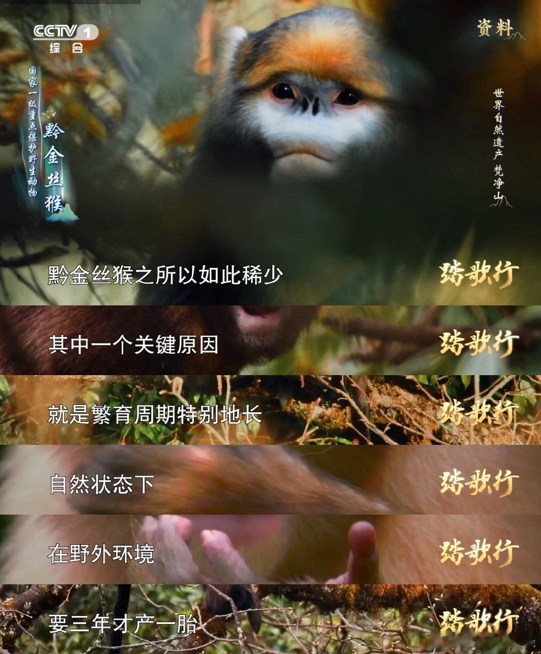 贵州为野生动物建14条路 动物在梵净山走自己的高速路 哇塞！梵净山竟藏着动物们的