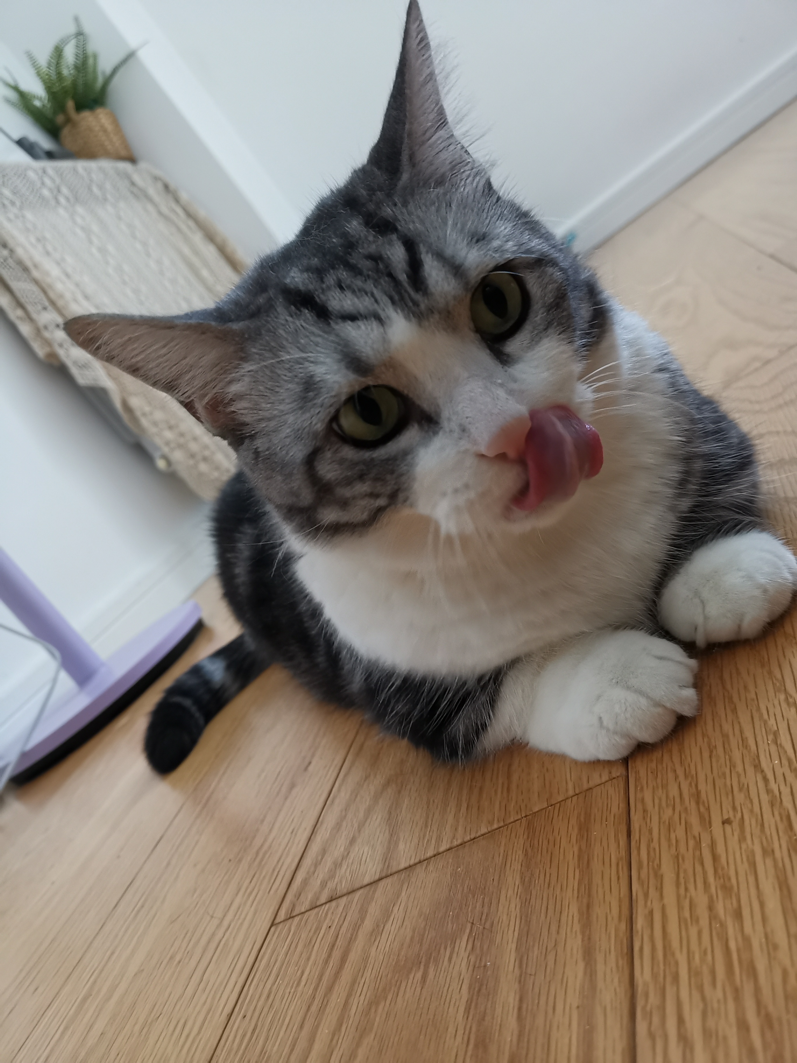 爆个小呆猫打哈欠的丑照