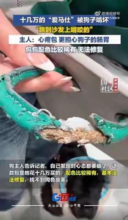 深圳一女子花十几万买的稀有配色爱马仕包，竟被家里狗子啃坏，特殊配色根本找不到同款