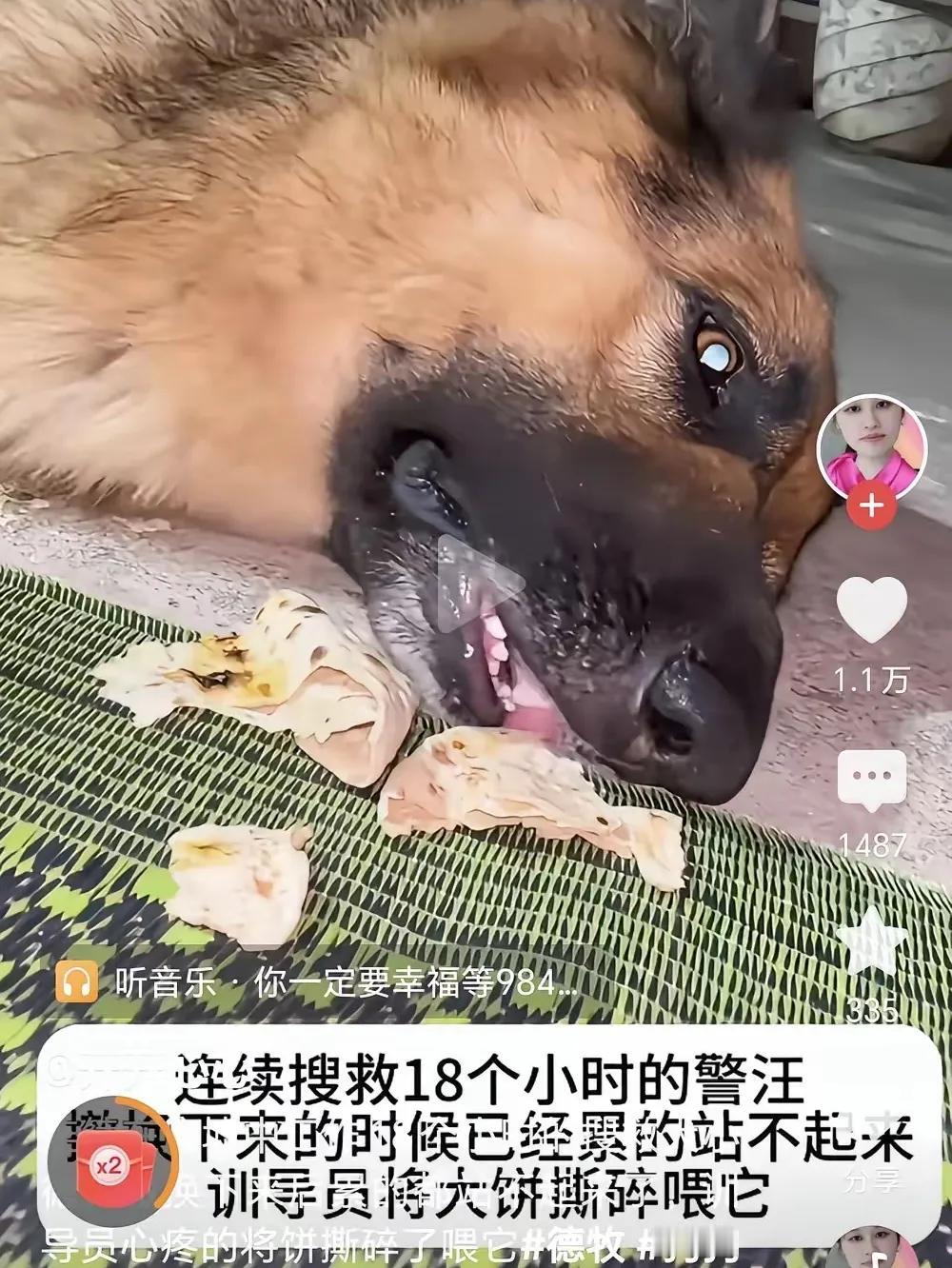 西藏吉隆口岸抢险救援现场，救援人员带着搜救犬，不分昼夜连续搜救十多个小时，争分夺