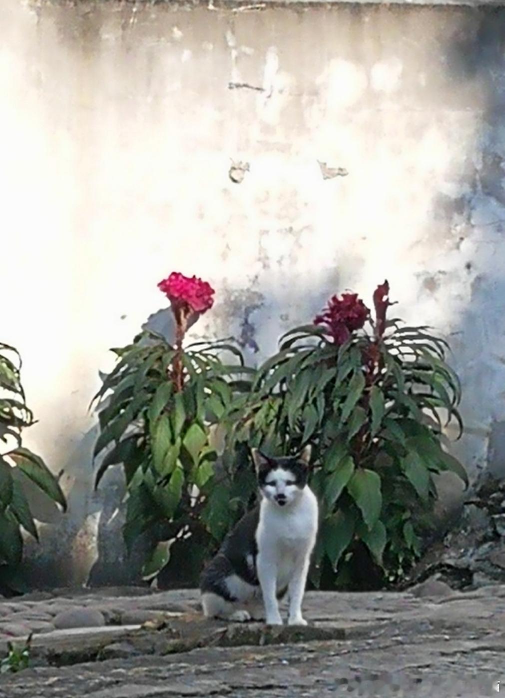 50047【丑猫】猫好 