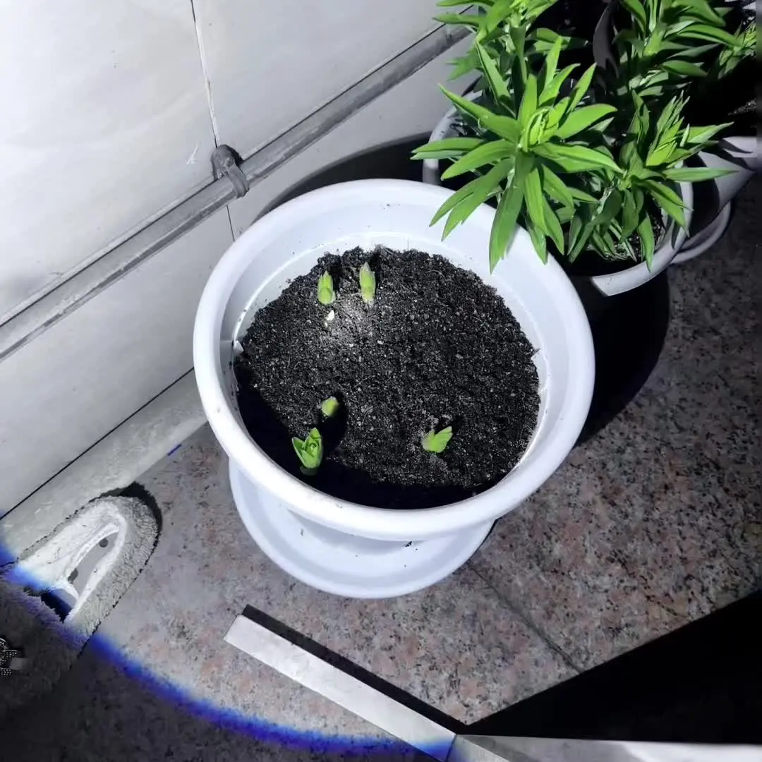 夏季高温，你们的香水百合花都开了吗 百合花 养花人的乐趣