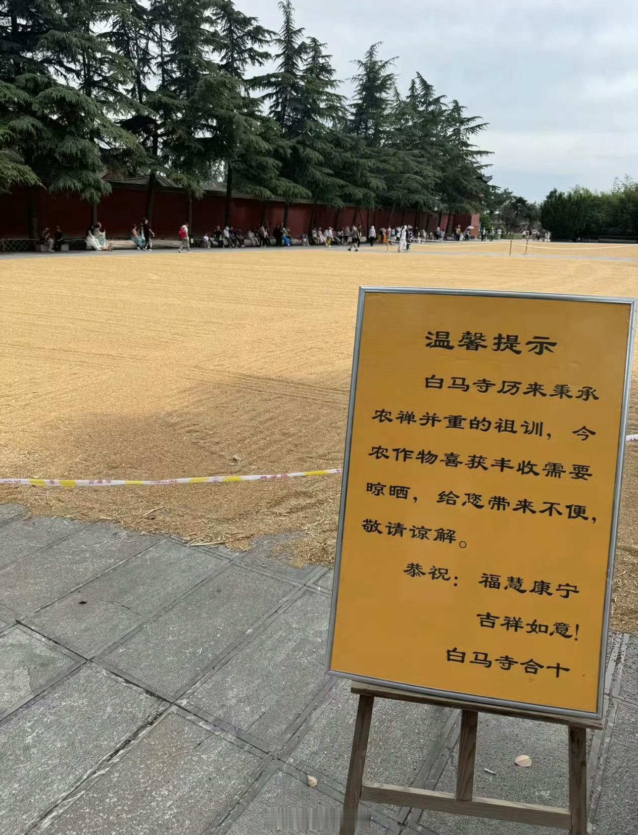 【白马寺僧人顶着33度气温收麦子晾晒】白马寺回应僧人顶着33度气温收麦子5月31
