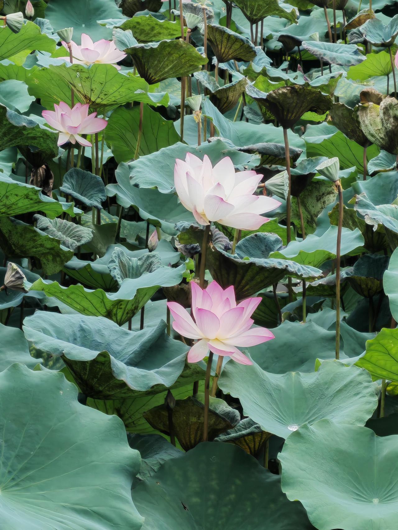 翠叶托娇花，
红白相映，
柔姿绰约，
一塘荷韵尽是温婉诗意。