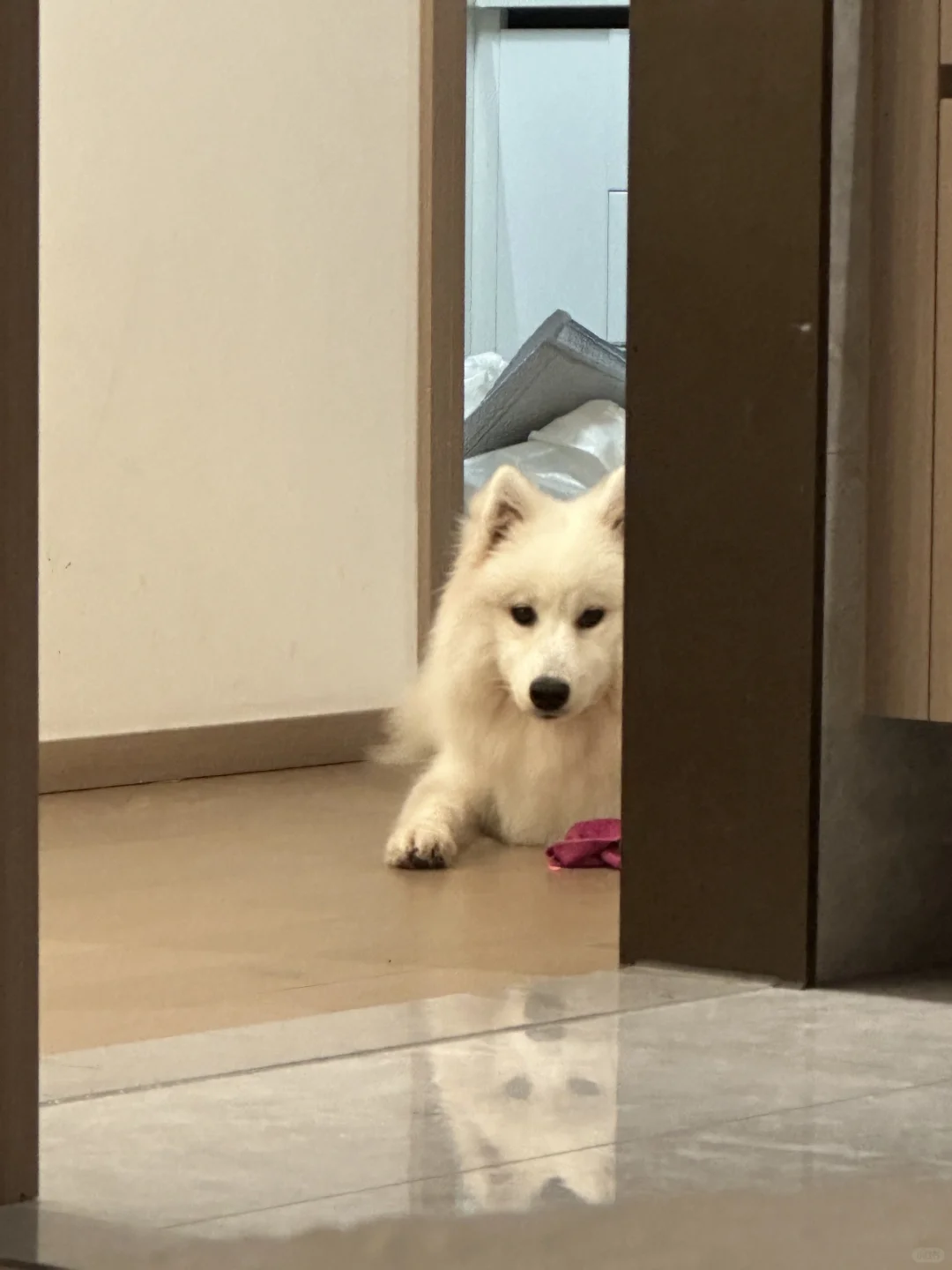 因为不给小狗吃螃蟹所以被