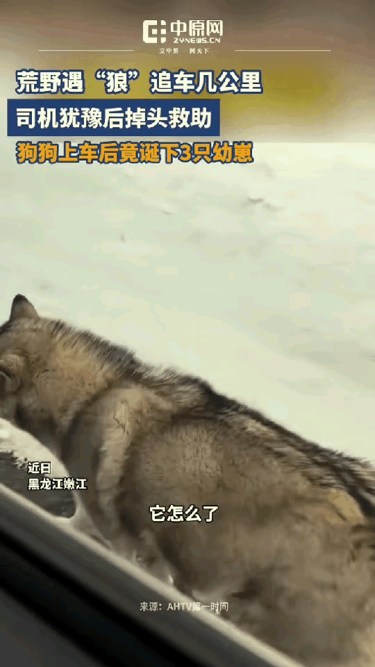 “母爱伟大！”黑龙江，女子开车经过一段路，发现被“狼”追了，她吓得不好停车，可它