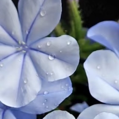 0000蓝雪花种植一、选址与定植选择光照充足、温暖通风、土壤疏松且排水良好的环境