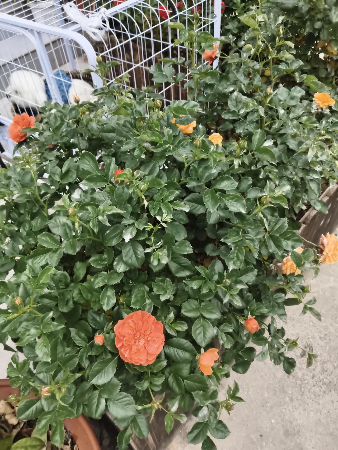 晒出你的本地生活在街上逛逛，随时都有各种各样的小花儿，真的很漂亮啊。整个小县城就