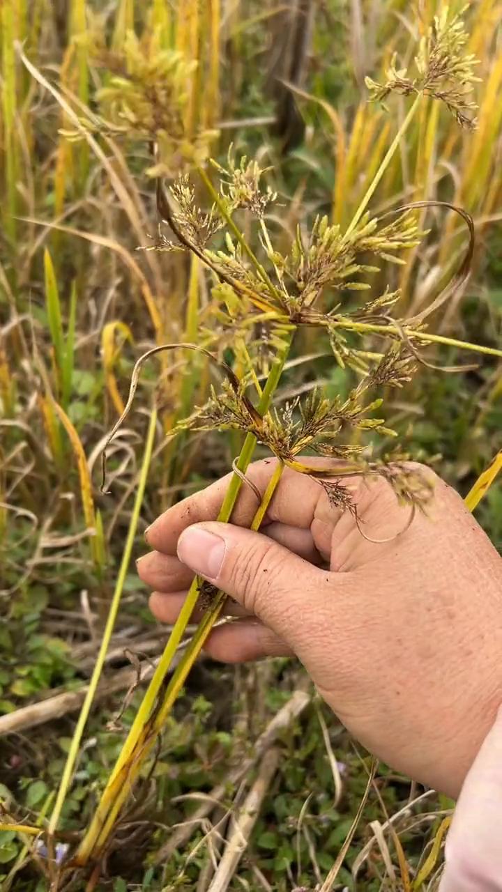 透骨香。
它被誉为泡脚神草，在我的家乡，它是十大民间常用本草。它有着独特的作用，