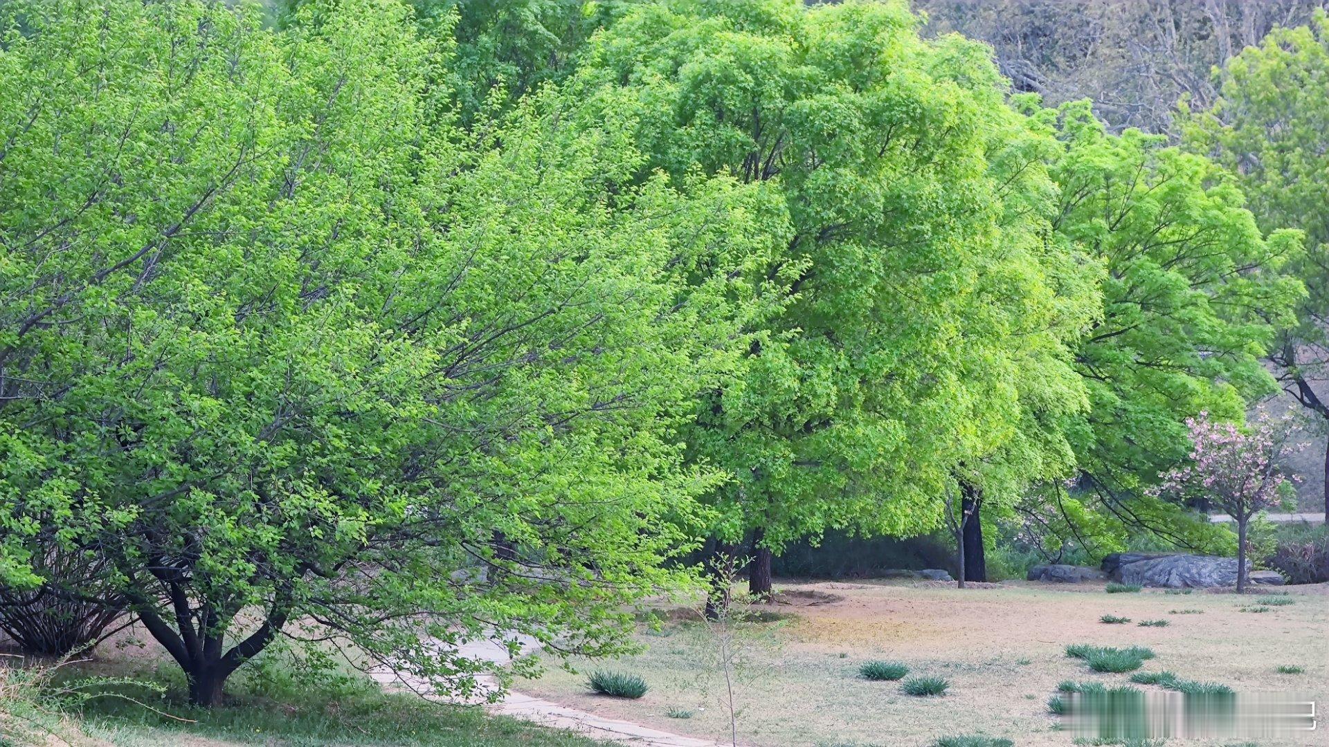 北京国家植物园夏日绿意葱葱摄影​​​