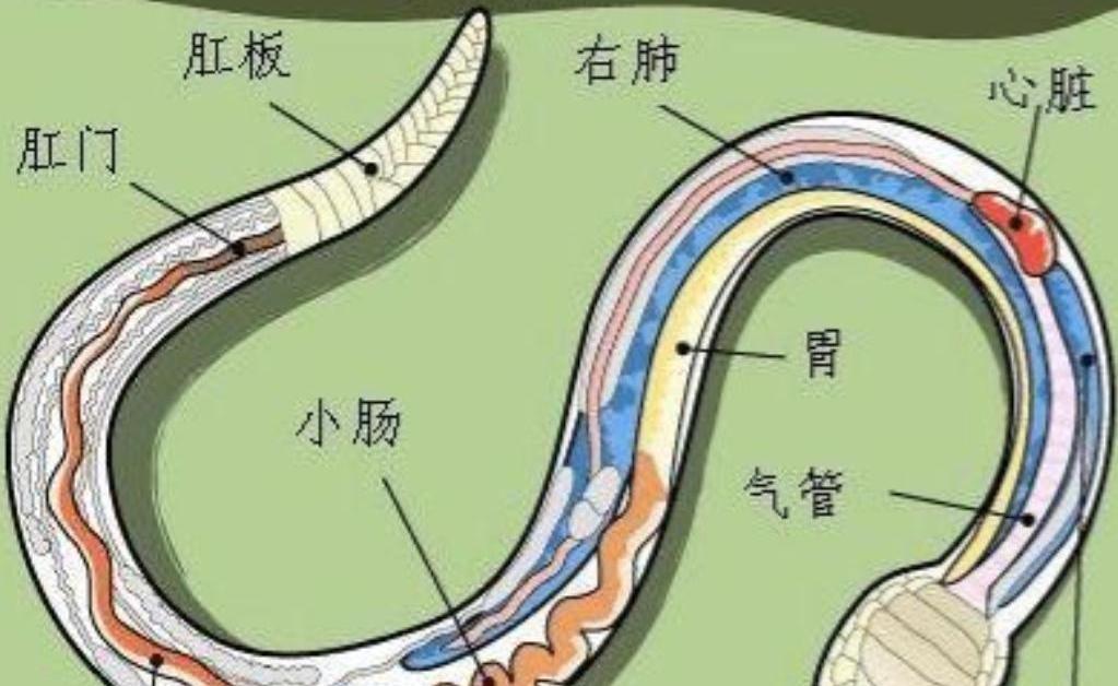 “打蛇打七寸”这话，老祖宗传下来，听着挺有道理。
意思是照着蛇的心脏位置打，一招