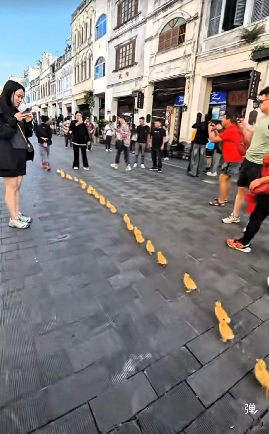 行行出状元[赞]这一群小鸭和小男孩火了。