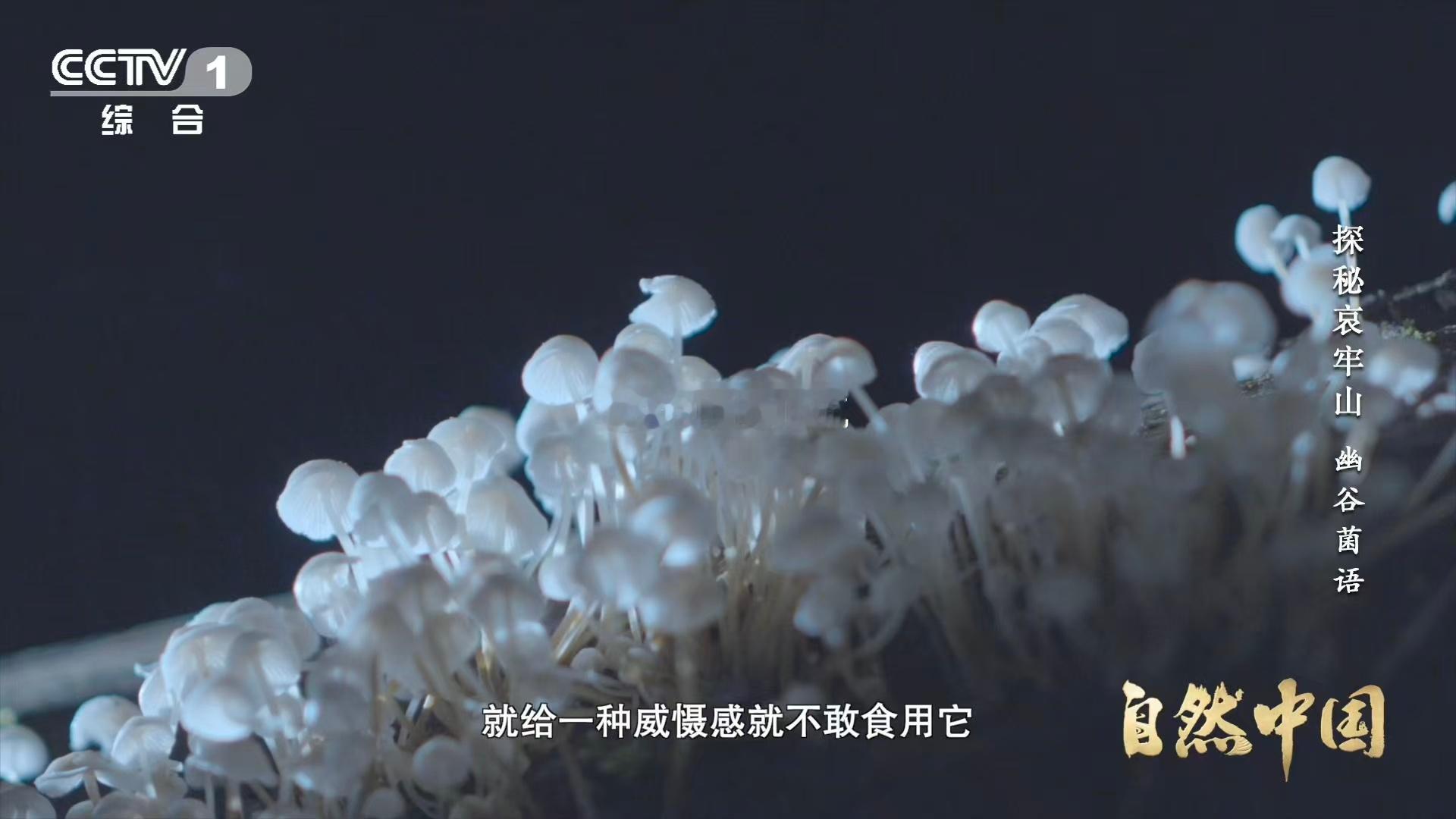 山里有天然小夜灯 会发光的蘑菇你见过吗？云南哀牢山的夜晚，藏着大自然最温柔的浪漫